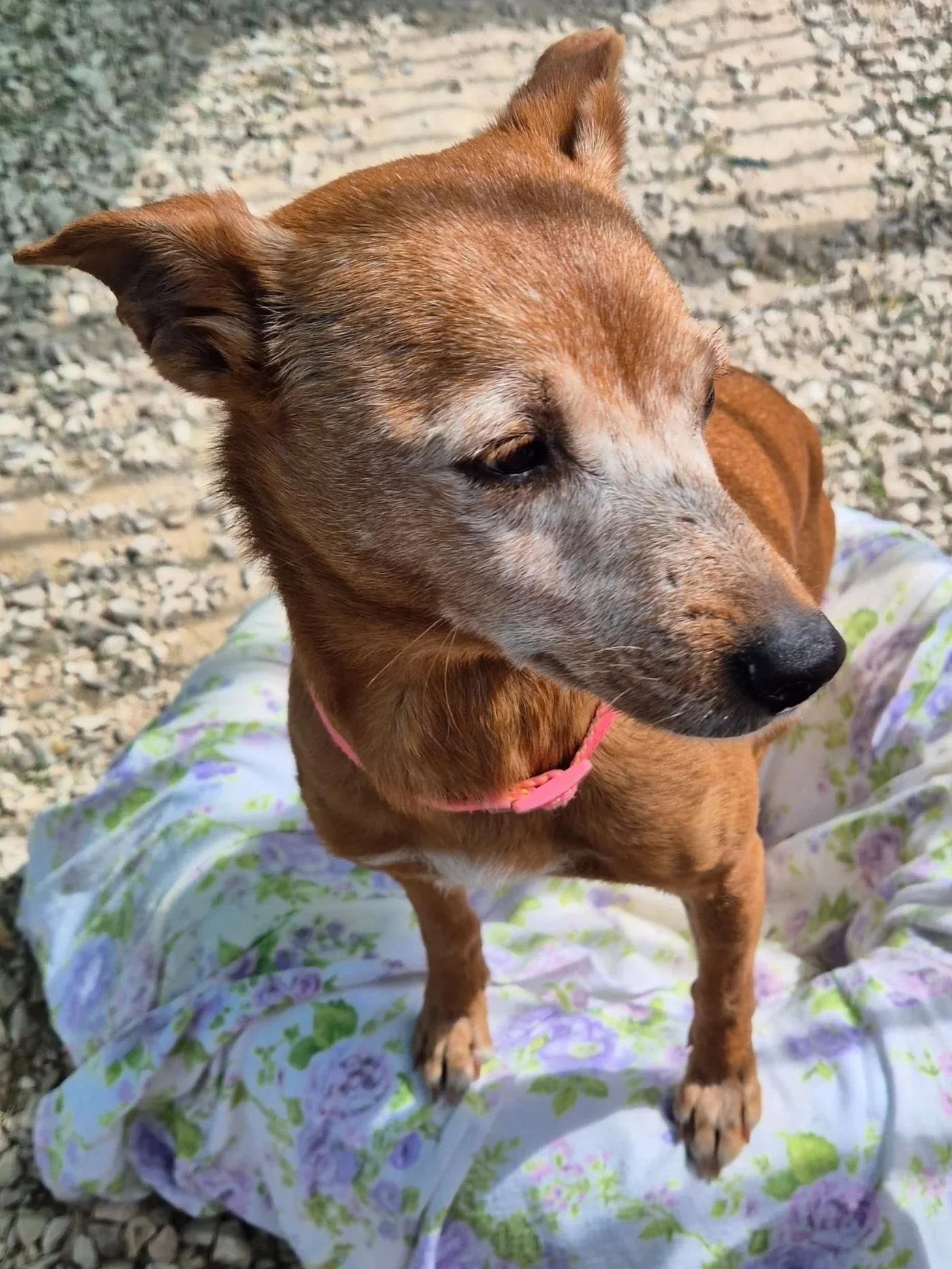 The beautiful Rebecca, posing at the shelter - Dog available for adoption at Paws Xalo
