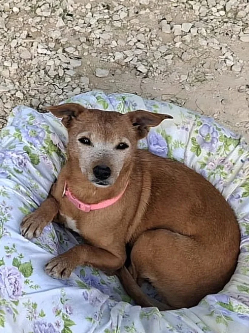 Rebecca shows off her distinguished grey nose in bed at the shelter  - Dog available for adoption at Paws Xalo