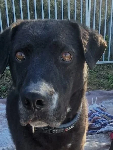 Otis asking the cameraperson if they happen to have a treat that they might share? - Dog available for adoption at Paws Xalo