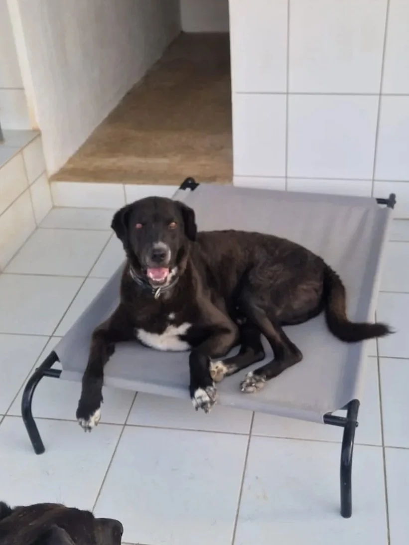 Otis chilling out on his bed in his kennel - Dog available for adoption at Paws Xalo