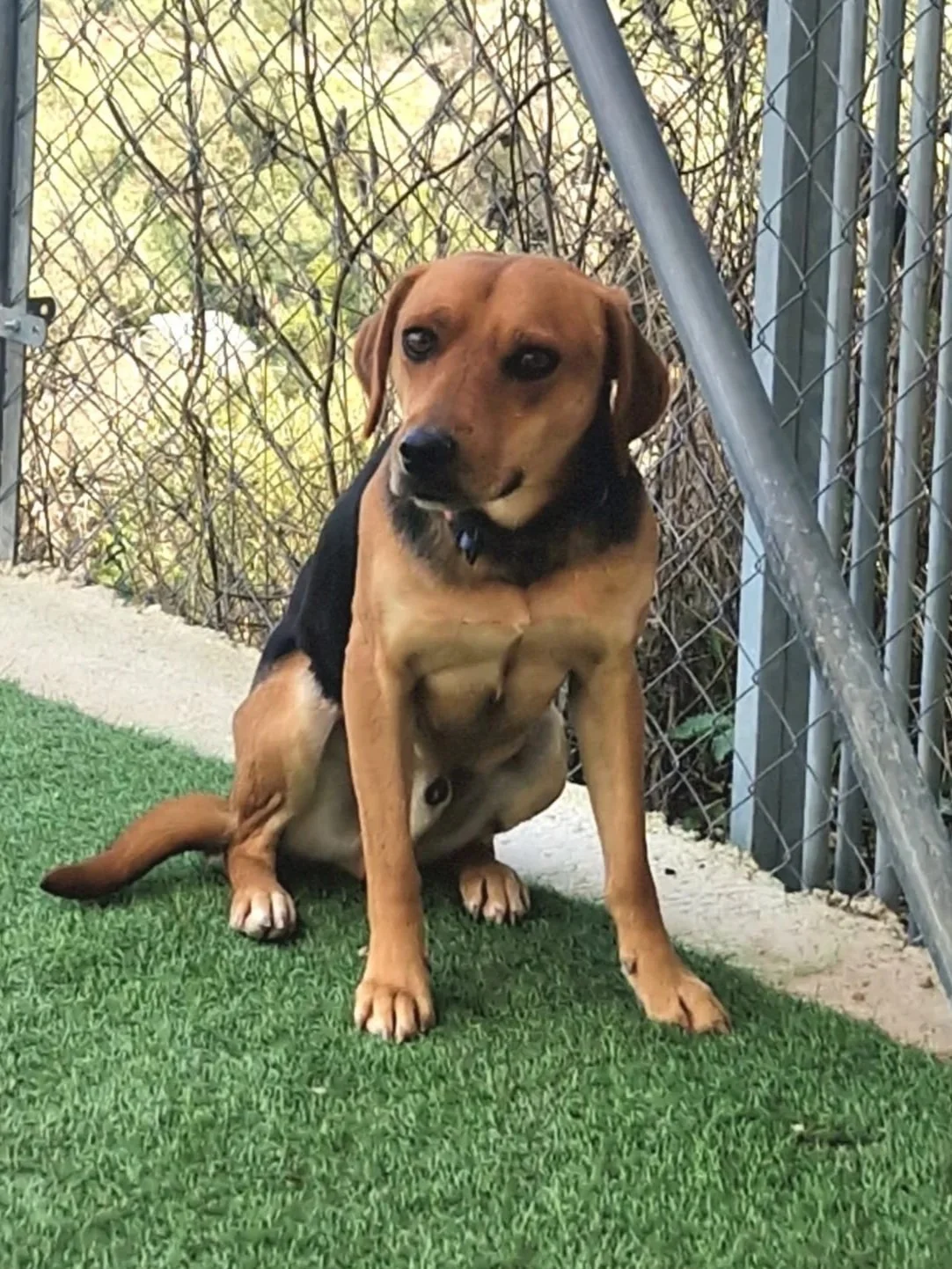 Benny sitting in his pen - Dog available for adoption at Paws Xalo