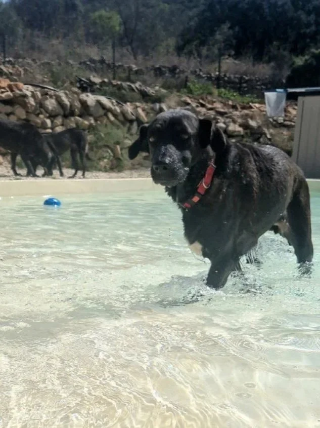 Maddie playing in the water, her happy place - Dog available for adoption at Paws Xalo