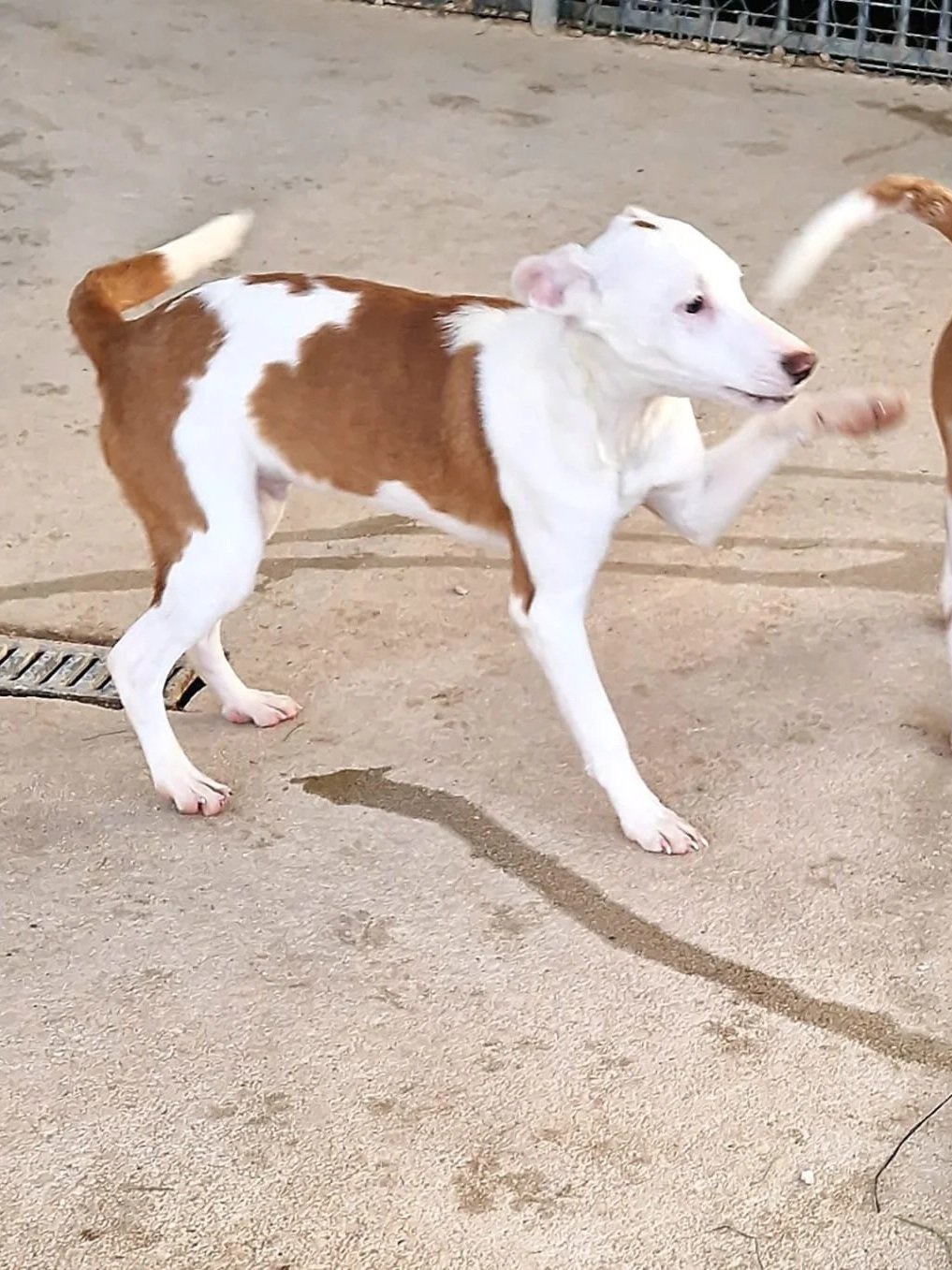 Bean raising a paw while playing at the shelter - Dog available for adoption at Paws Xaló