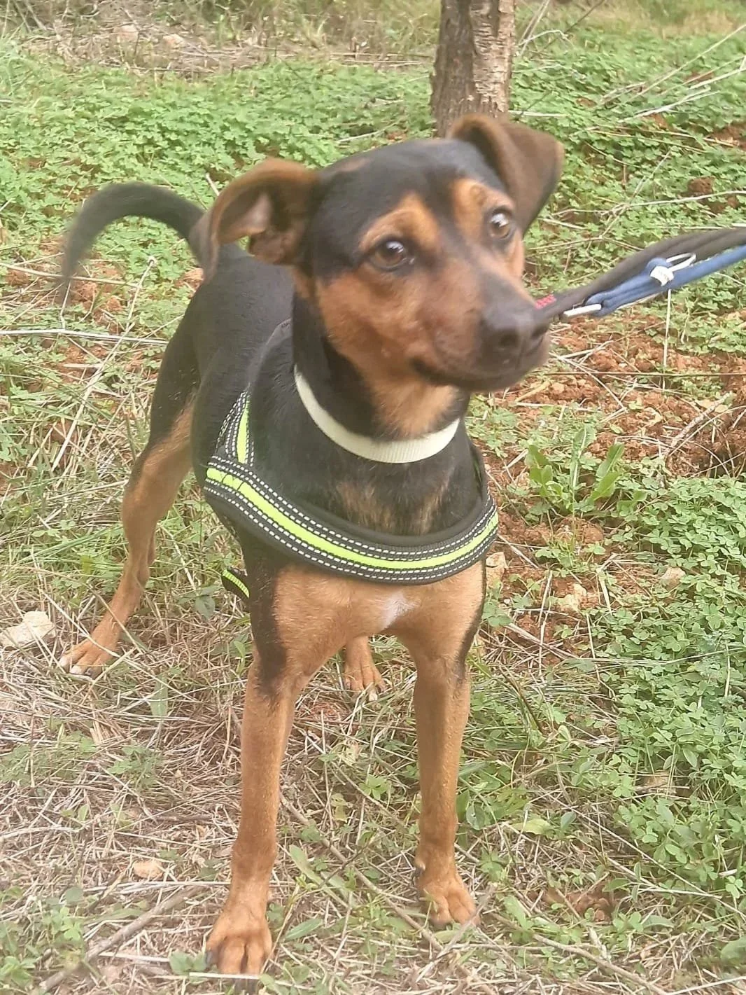 Jack loves his walkies - Dog available for adoption at Paws Xalo