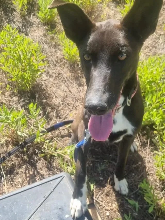 Ruthie wanting to know if you might be available to play? - Dog available for adoption at Paws Xalo