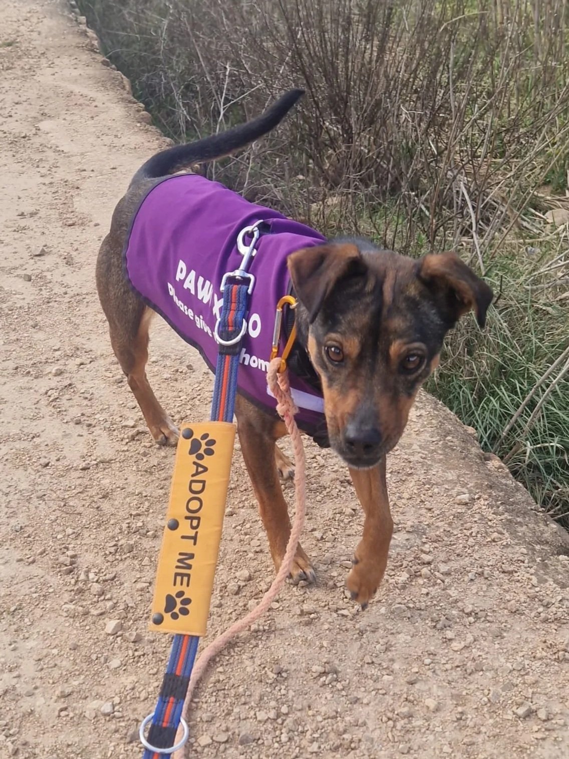 Willow exploring the campo! Dog available for adoption at Paws Xalo