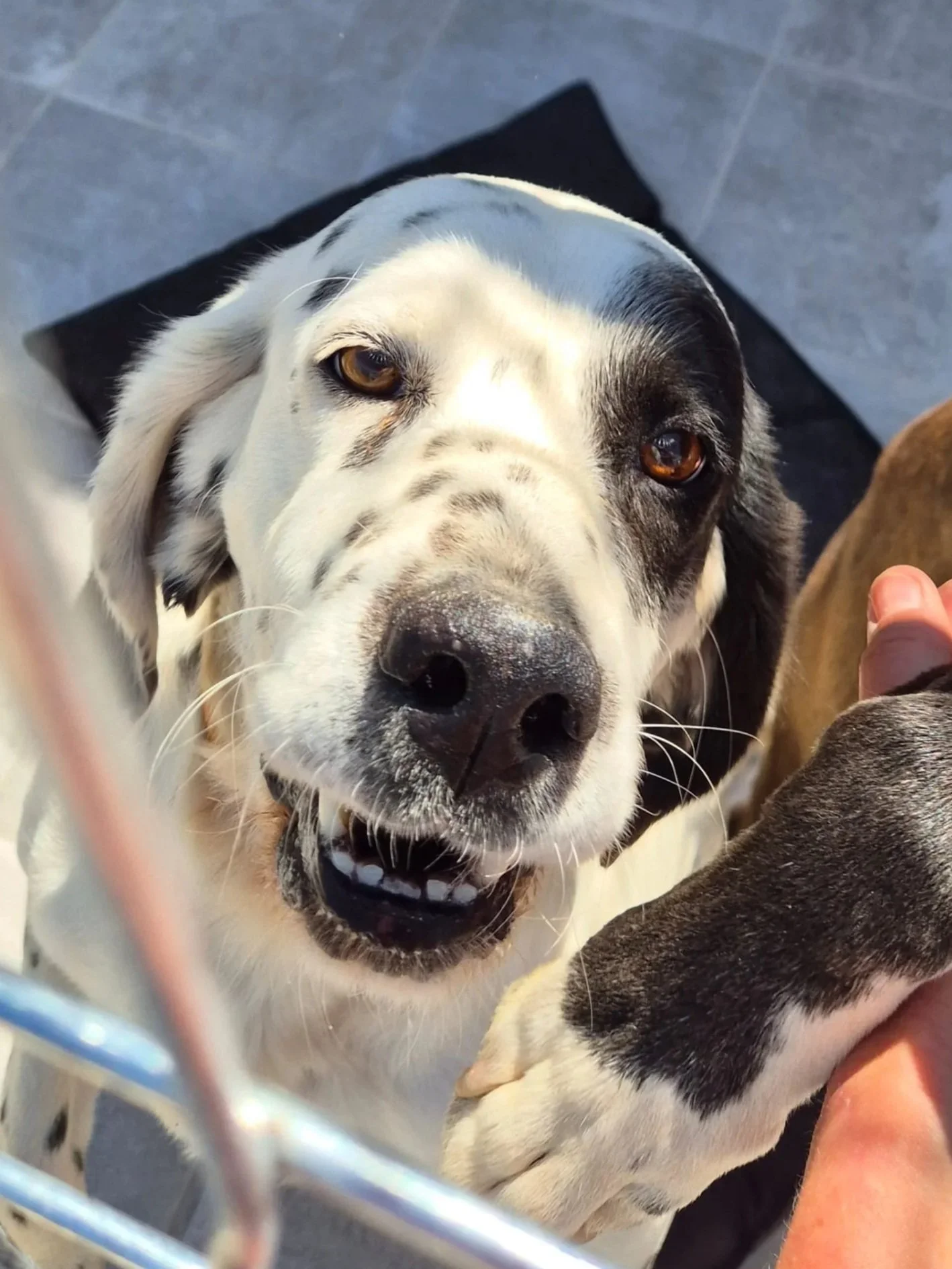 Pete giving a cheeky grin to the camera- Dog available for adoption at Paws Xalo