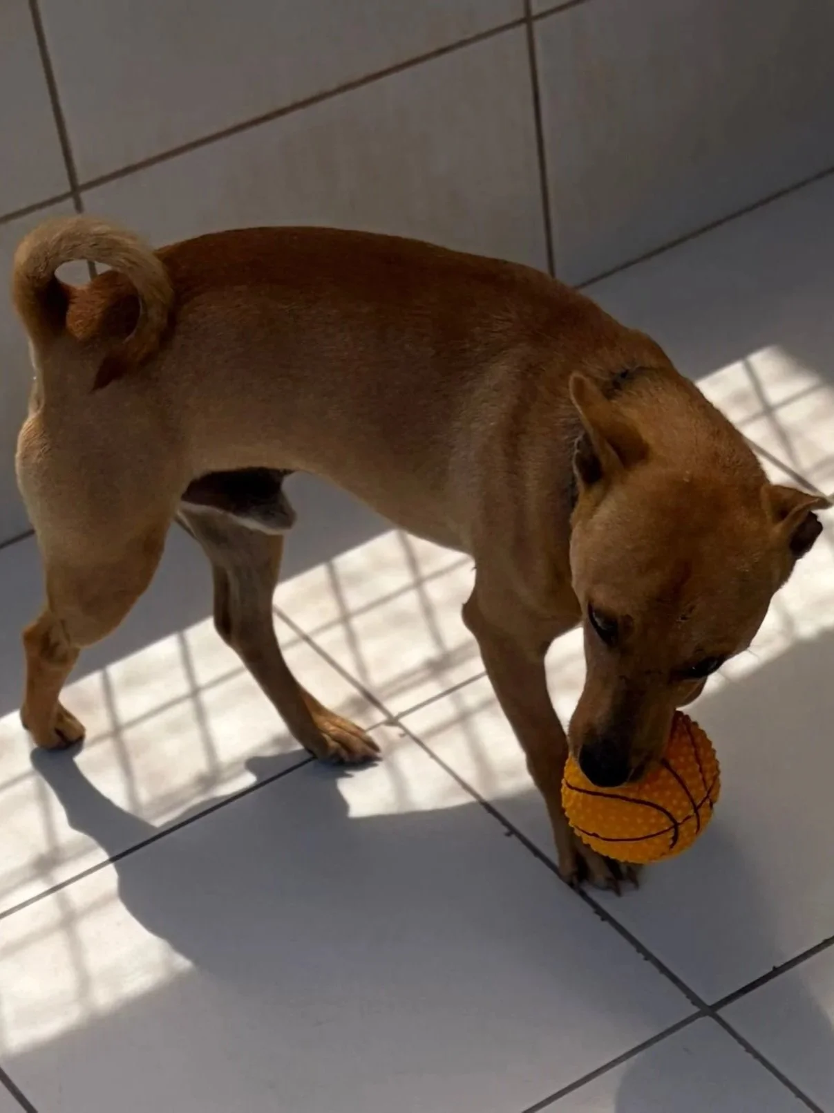 Jimmy - Dog available for adoption at Paws Xalo