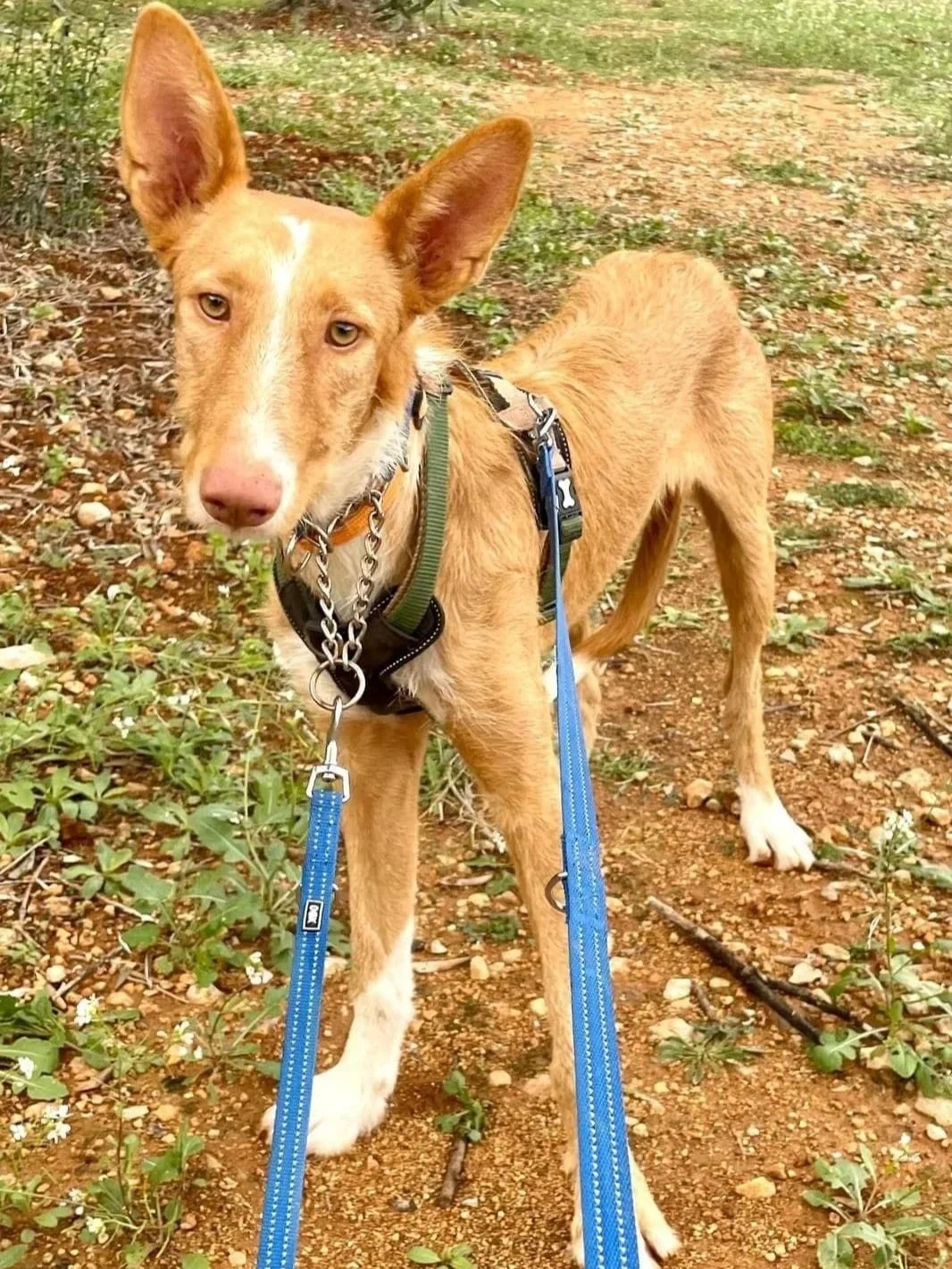 Angel looking quizzically at the camera - Dog available for adoption at Paws Xalo