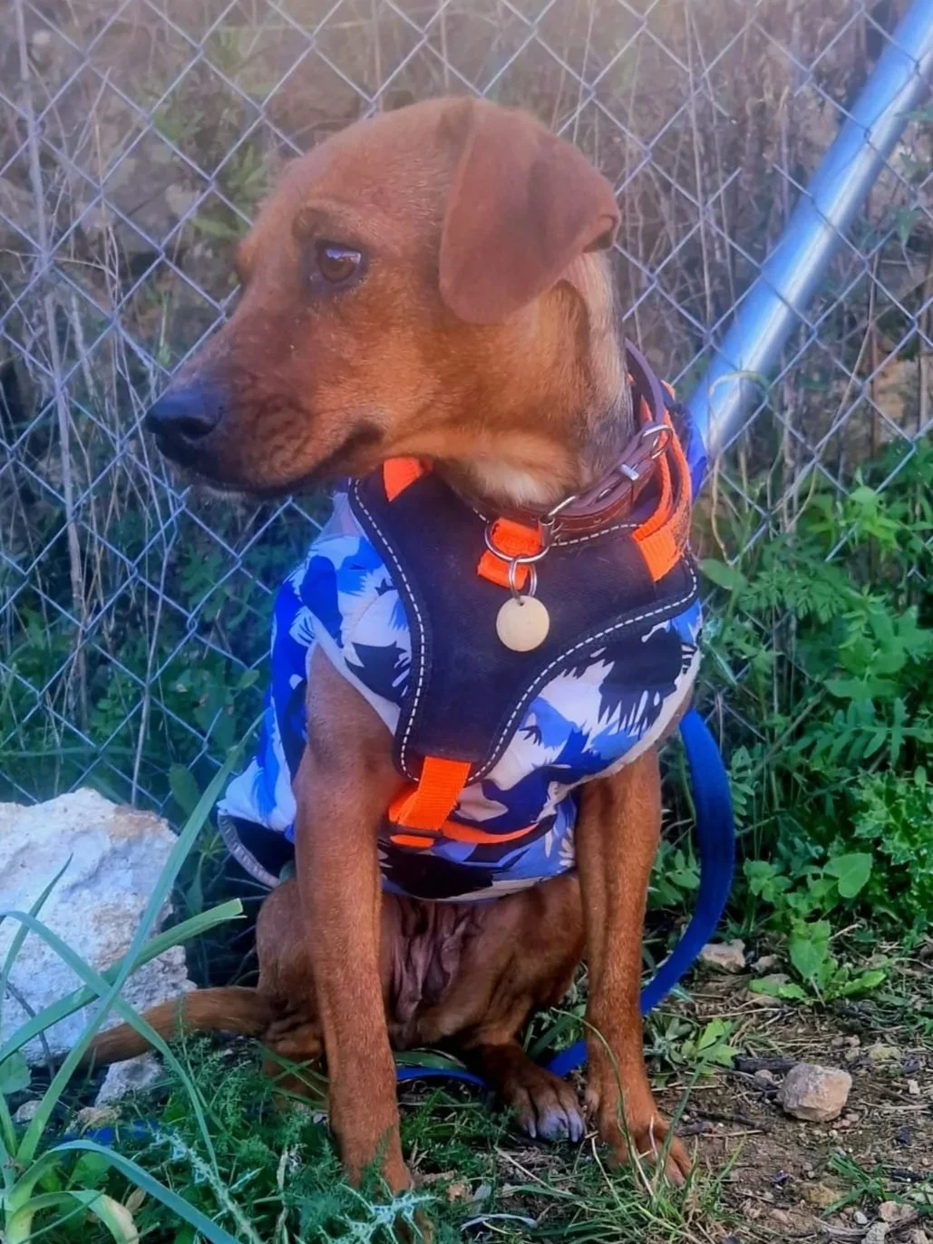 Betty showing the camera her best side!  - Dog available for adoption at Paws Xaló