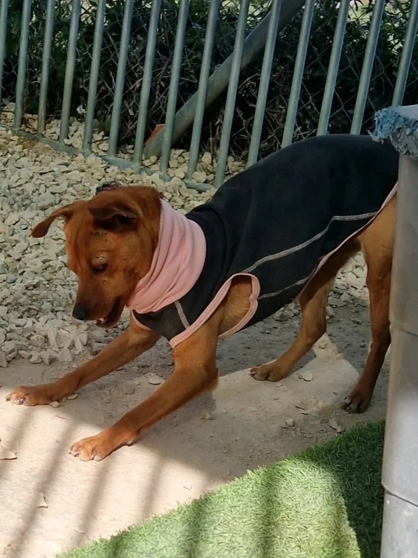 Churchill stretching in one of the kennels - Dog available for adoption at Paws Xalo