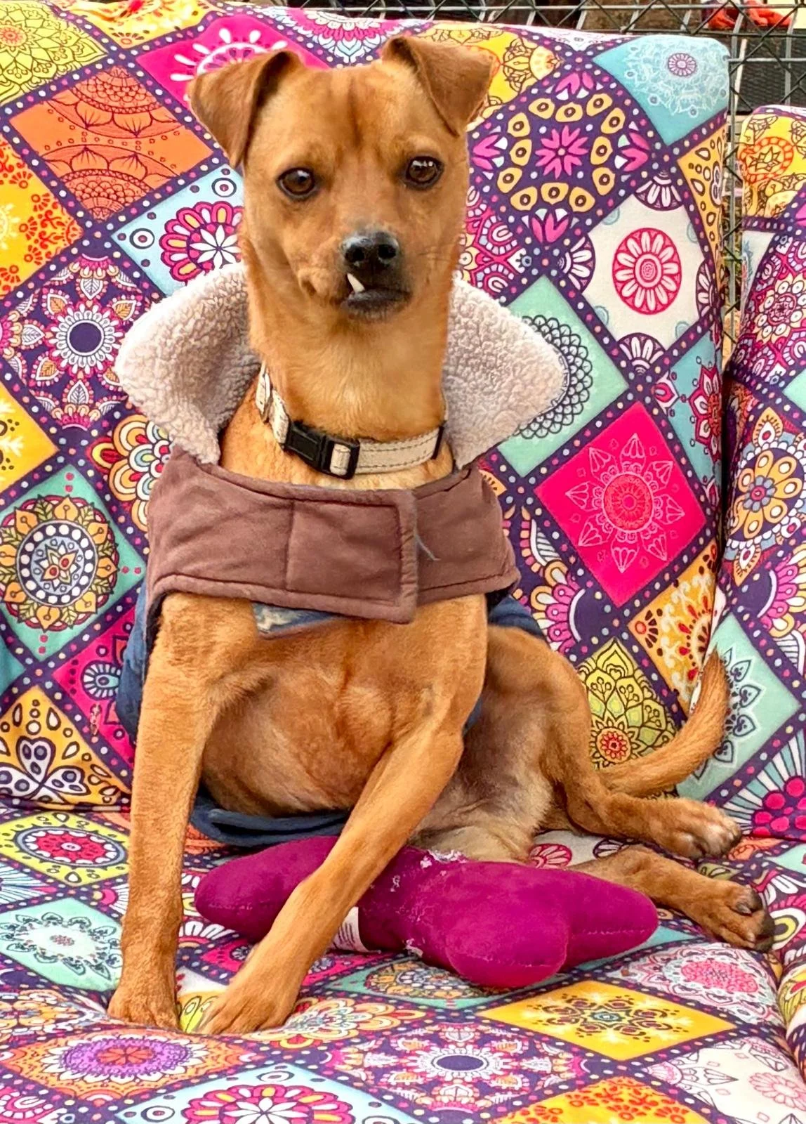Churchill relaxing on some comfy cushions - Dog available for adoption at Paws Xalo