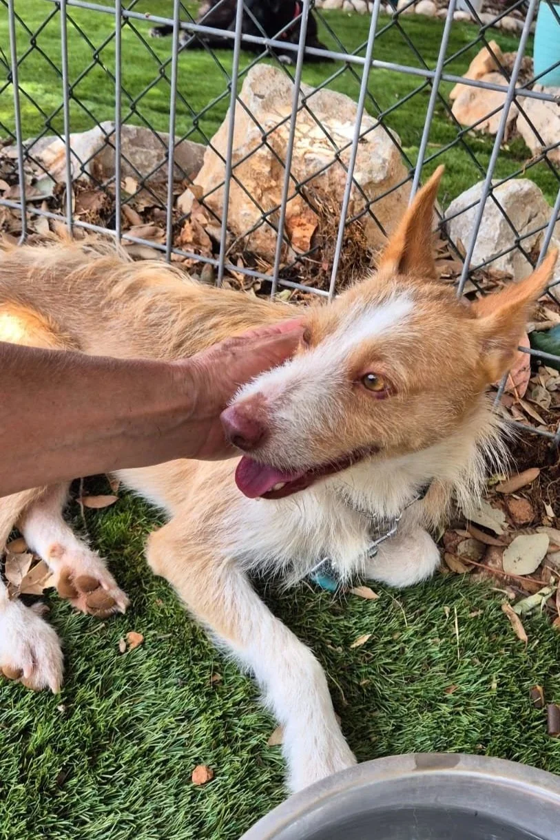 Charlie - Dog available for adoption at Paws Xaló