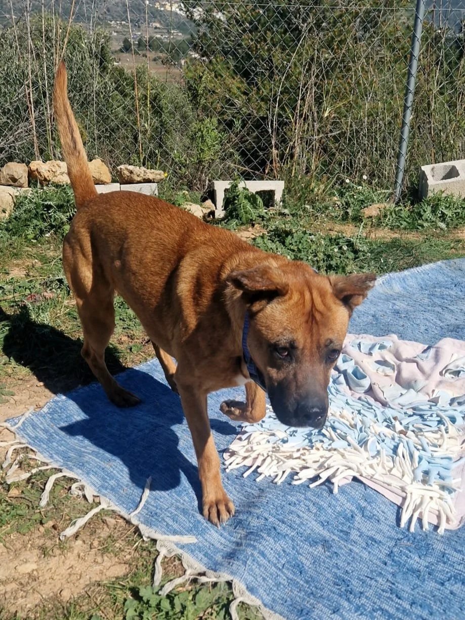 Playtime for Thor! - Dog available for adoption at Paws Xalo