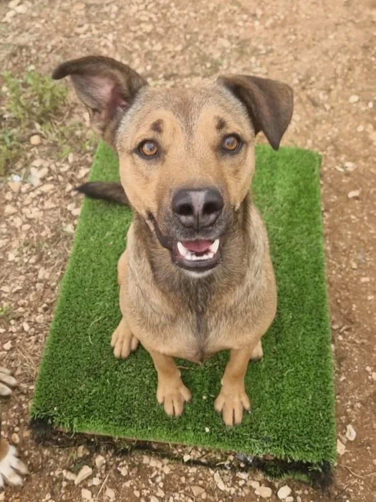Buzz just cannot stop smiling for the camera - Dog available for adoption at Paws Xalo