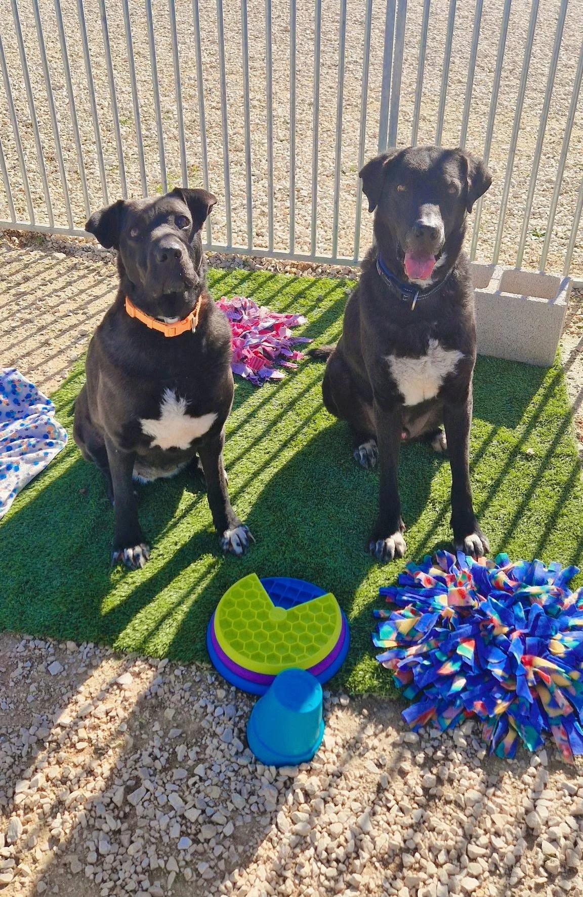 Two happy dogs and their toys at the Paws Xaló shelter
