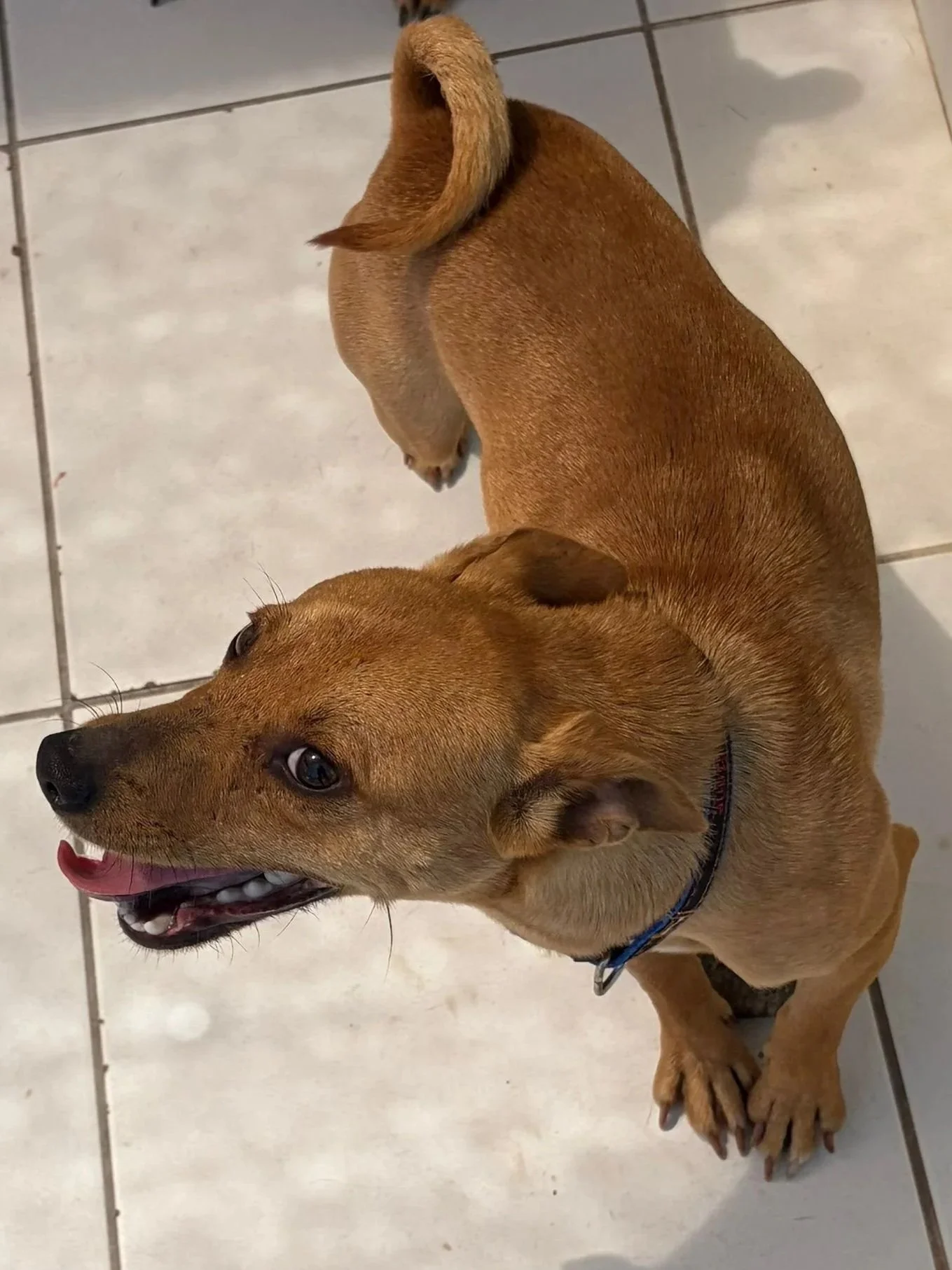 Jimmy - Dog available for adoption at Paws Xalo