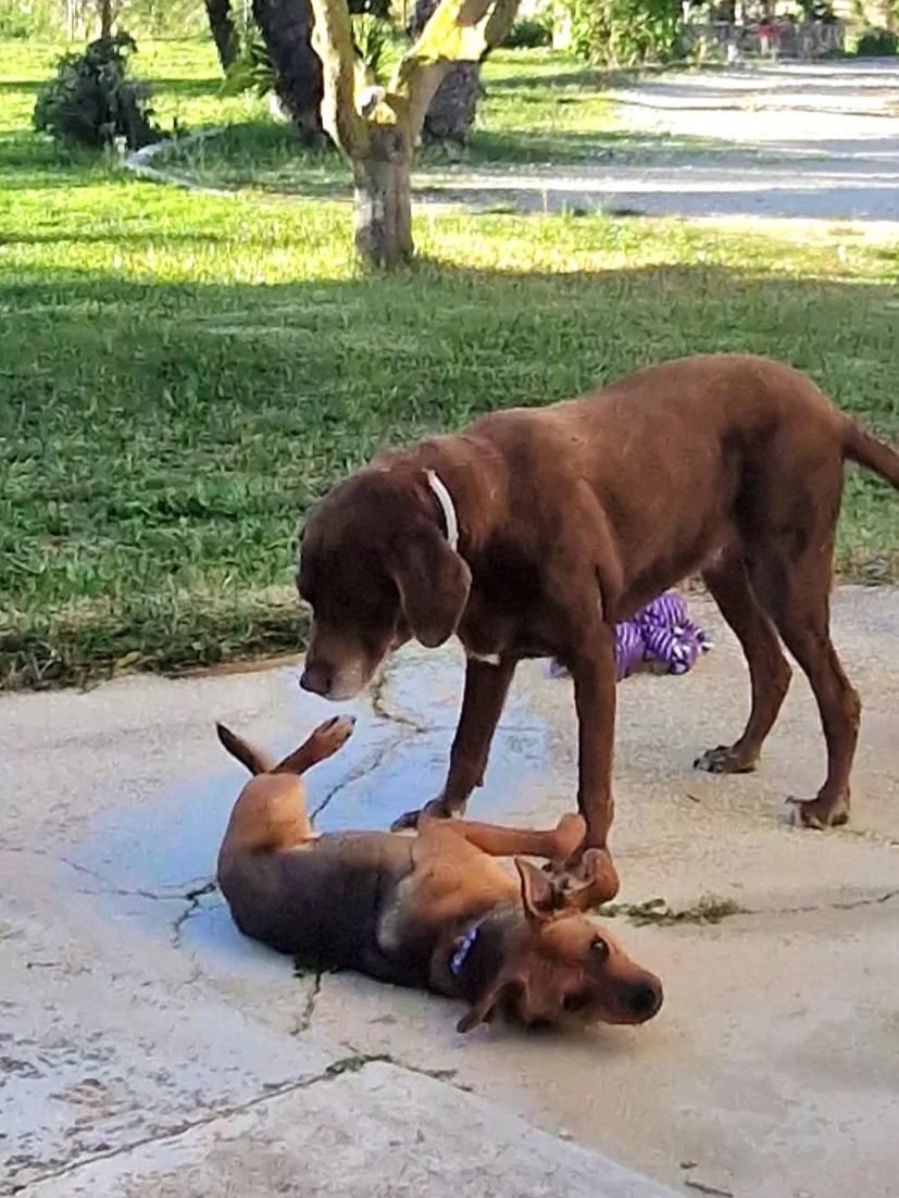 Joe playing with one of his pals - Dog available for adoption at Paws Xalo