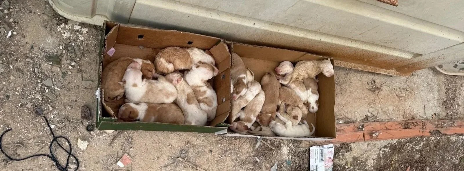 Abandoned puppies in a box near the trash - rescued by Paws Xaló