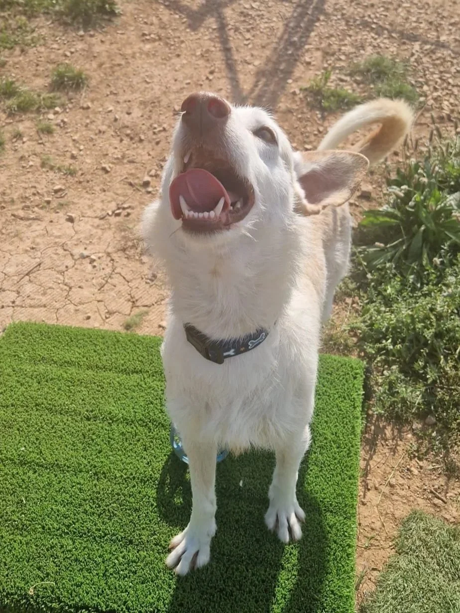 Nick politely asking the cameraperson to come and play - Dog available for adoption at Paws Xalo