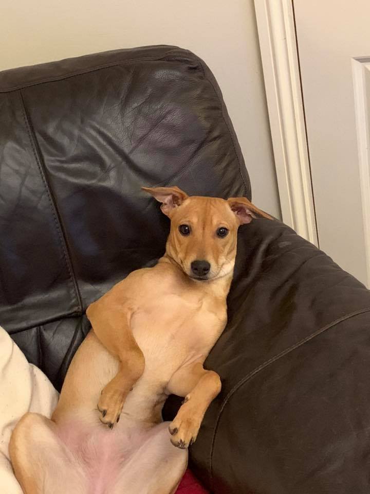 The Paws Effect - dogs looking comfortable in their new homes!