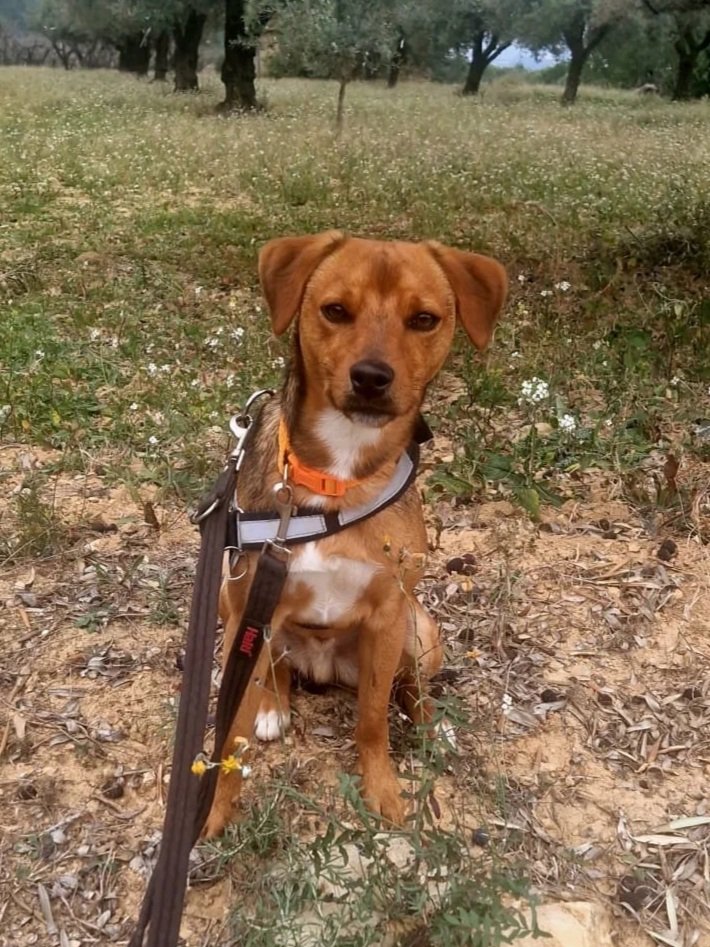 Spirit posing in the campo - Dog available for adoption at Paws Xalo