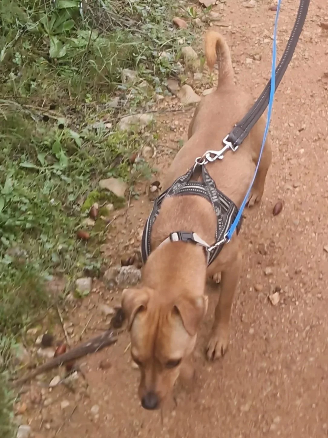 Churchill out for walkies - Dog available for adoption at Paws Xalo