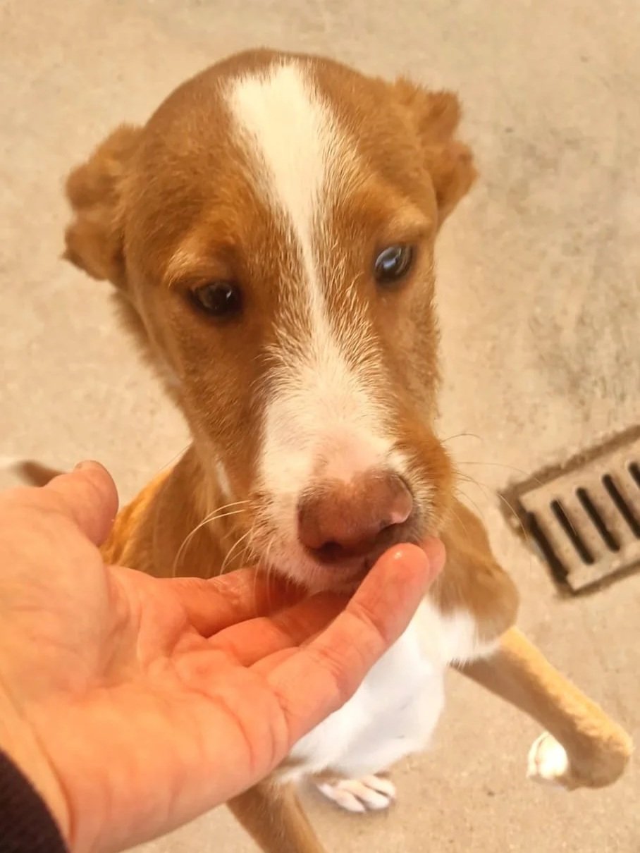 Tank getting some love from one of our volunteers - Dog available for adoption at Paws Xaló