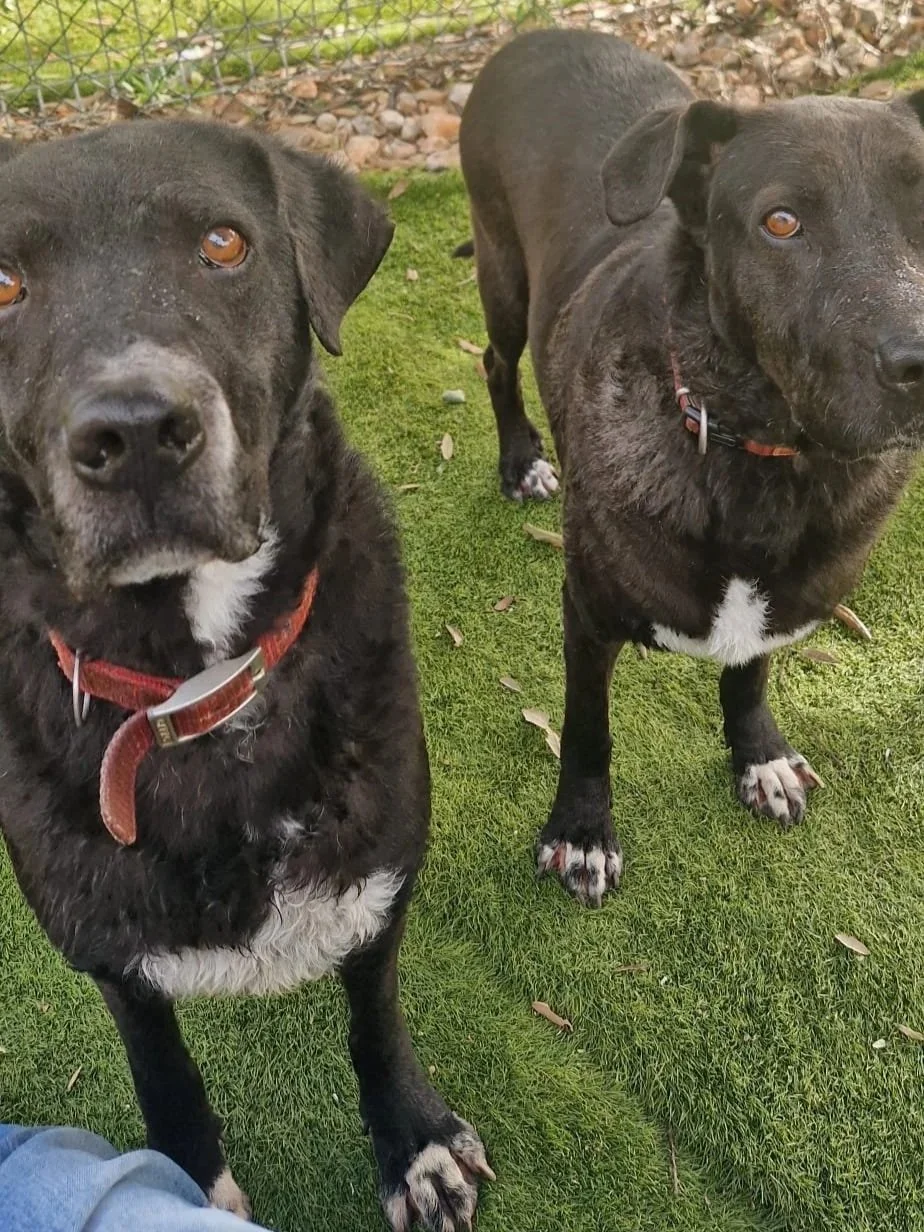 Otis and Maddy together - Dog available for adoption at Paws Xalo