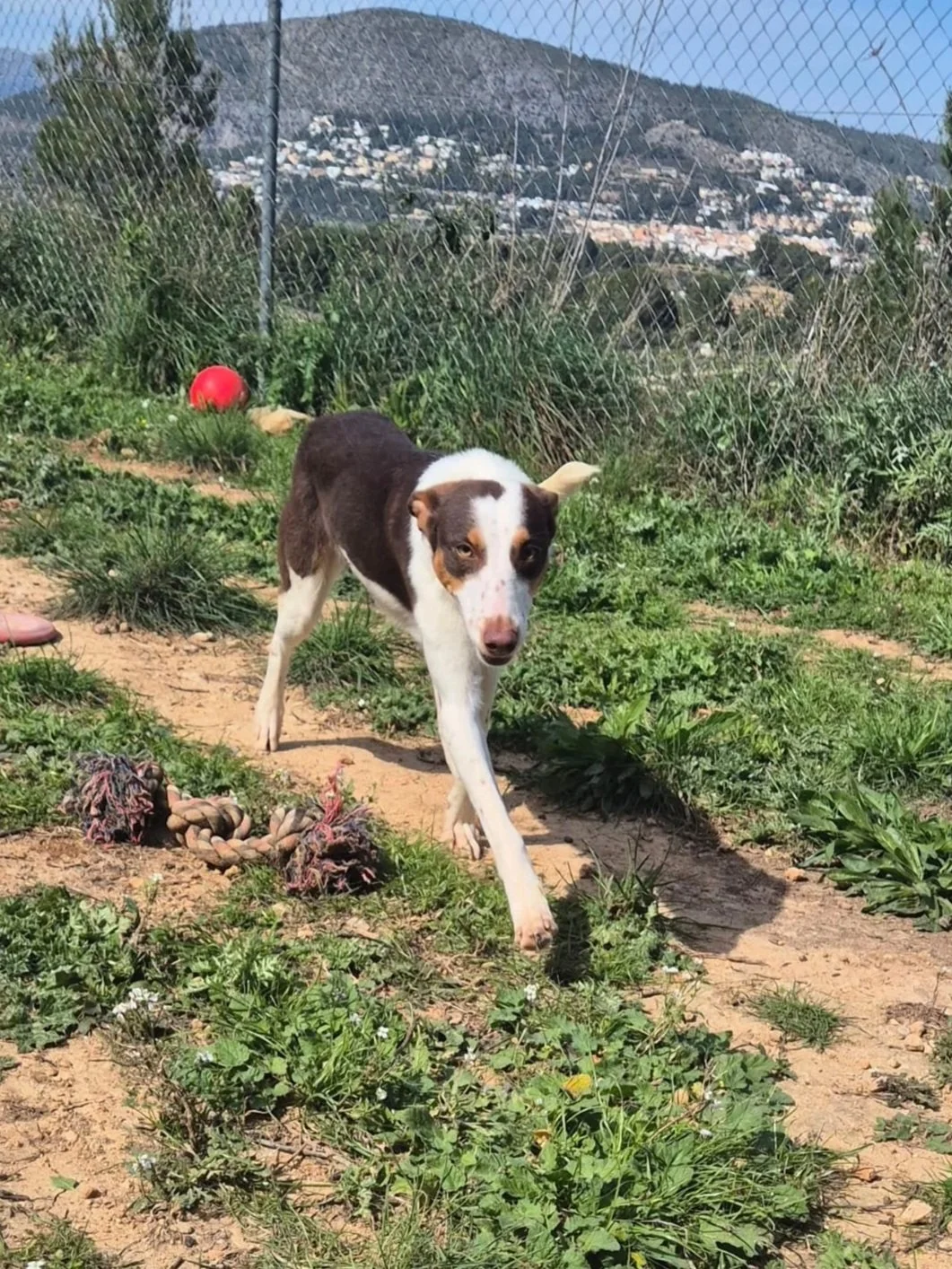 Play time for Terra at the kennels! Dog available for adoption at Paws Xalo
