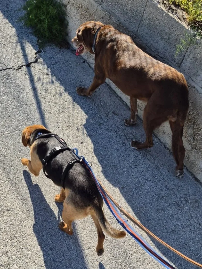 Djario out walking with a canine pal - Dog available for adoption at Paws Xalo