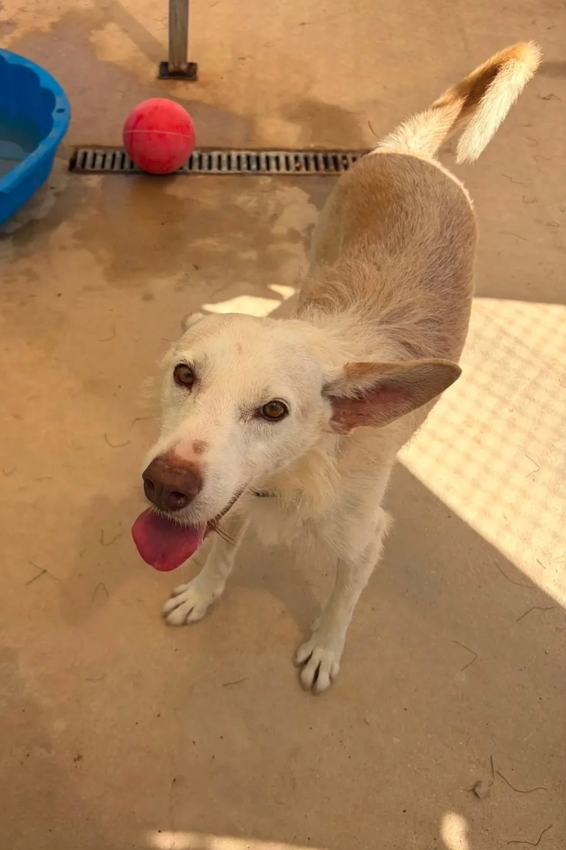 Nick - Dog available for adoption at Paws Xaló