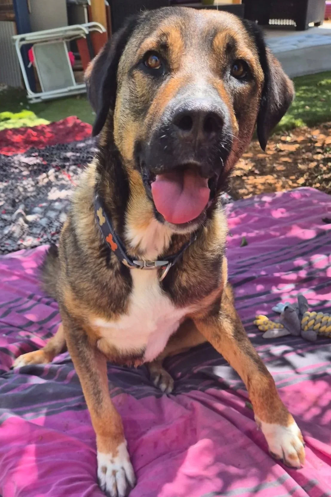 Woody - Dog available for adoption at Paws Xaló