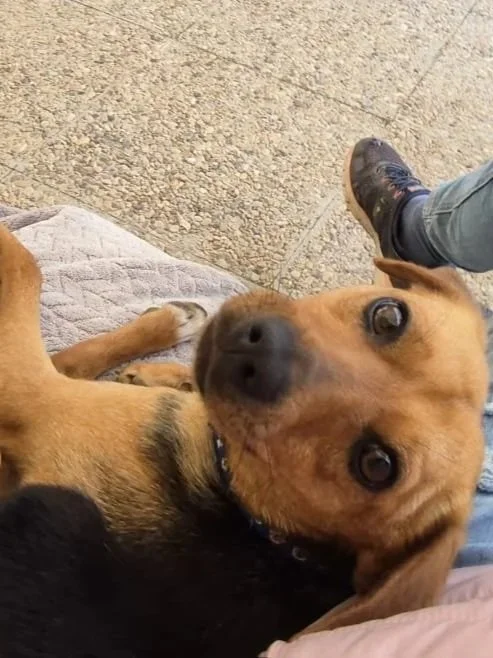 Djario lying on a lap asking why the strokes have stopped! - Dog available for adoption at Paws Xalo