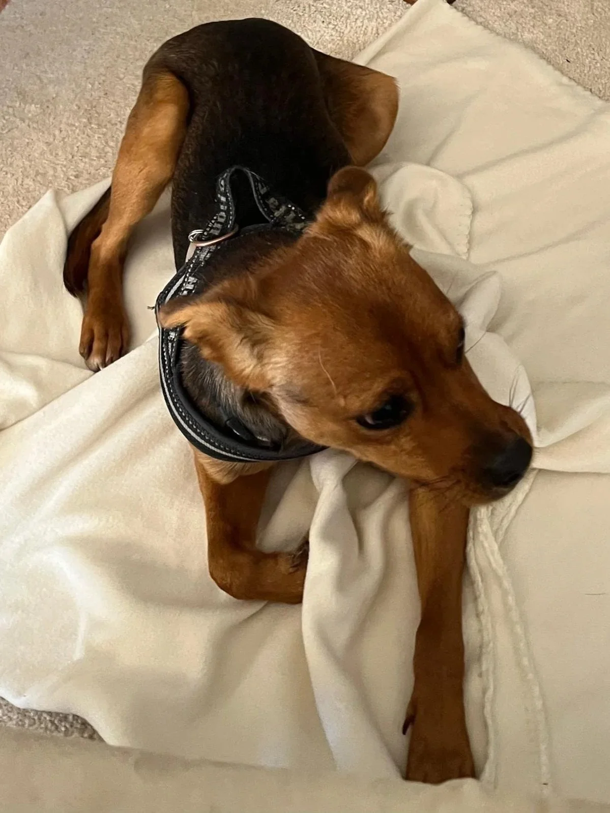 Donny enjoying life on his blanket - Dog available for adoption at Paws Xalo