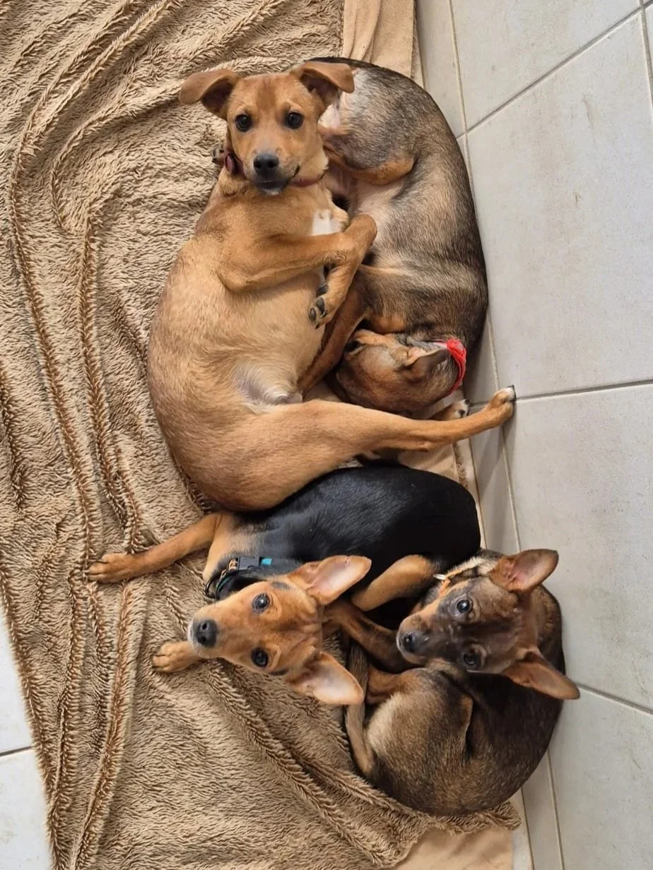 Various images of a litter of 11 puppies available for adoption from Paws Xaló!