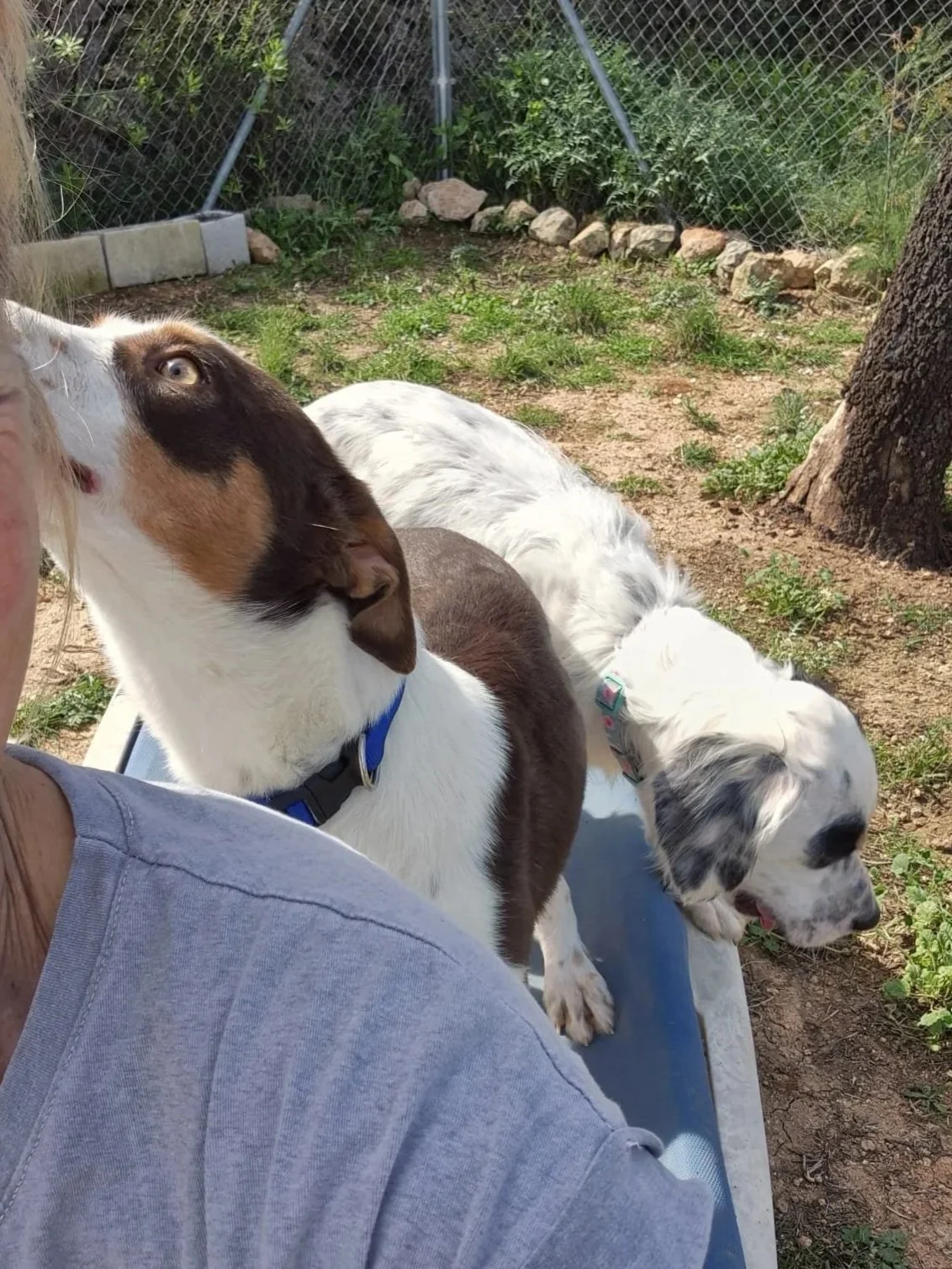 Terra giving one of our volunteers a loving ear lick! - Dog available for adoption at Paws Xalo