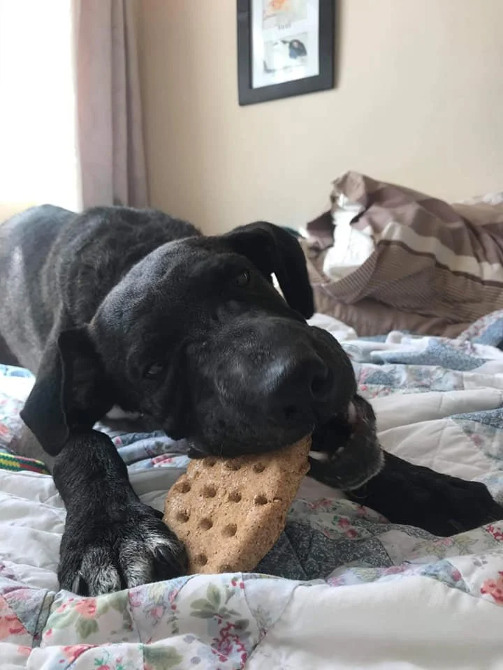 The Paws Effect - dogs looking comfortable in their new homes!