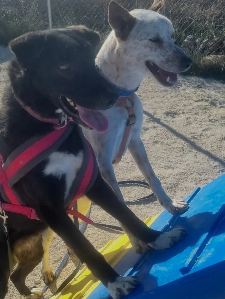 Polly and her pal playing on some dog agility equipment - Dog available for adoption at Paws Xalo