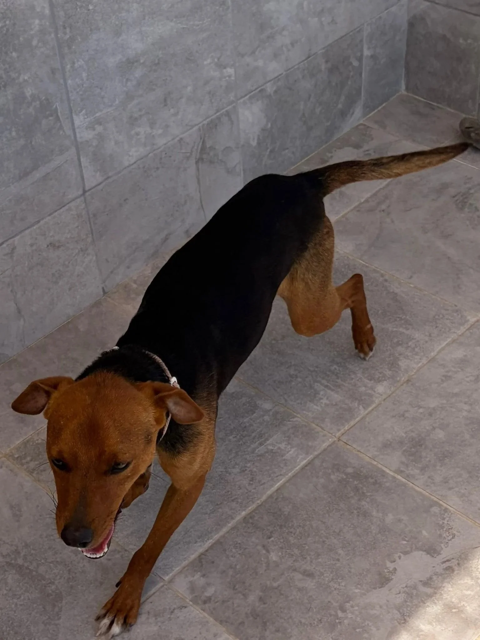 Bramble - Dog available for adoption at Paws Xalo
