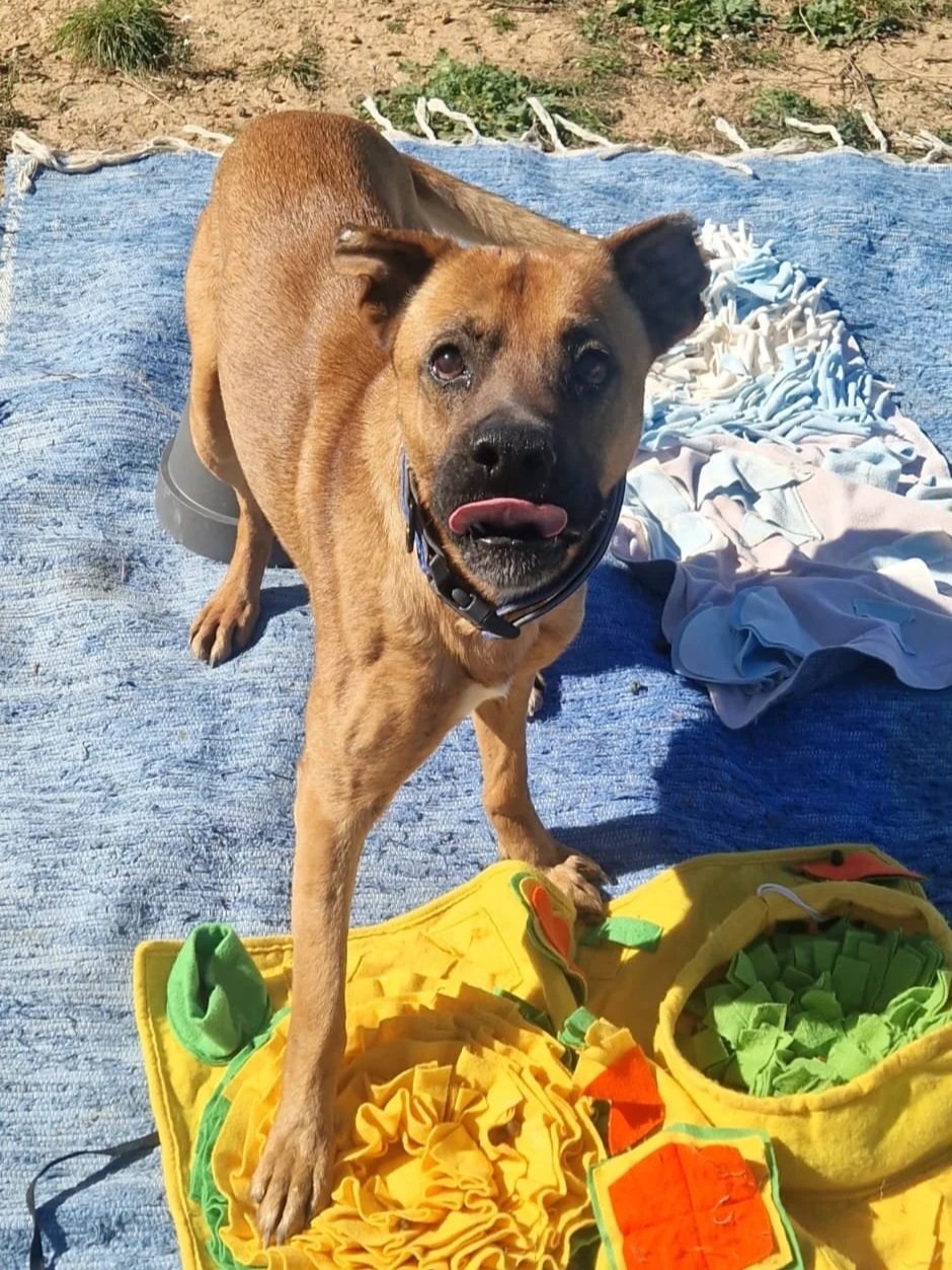 Thor sticking his tongue out for the camera - Dog available for adoption at Paws Xalo
