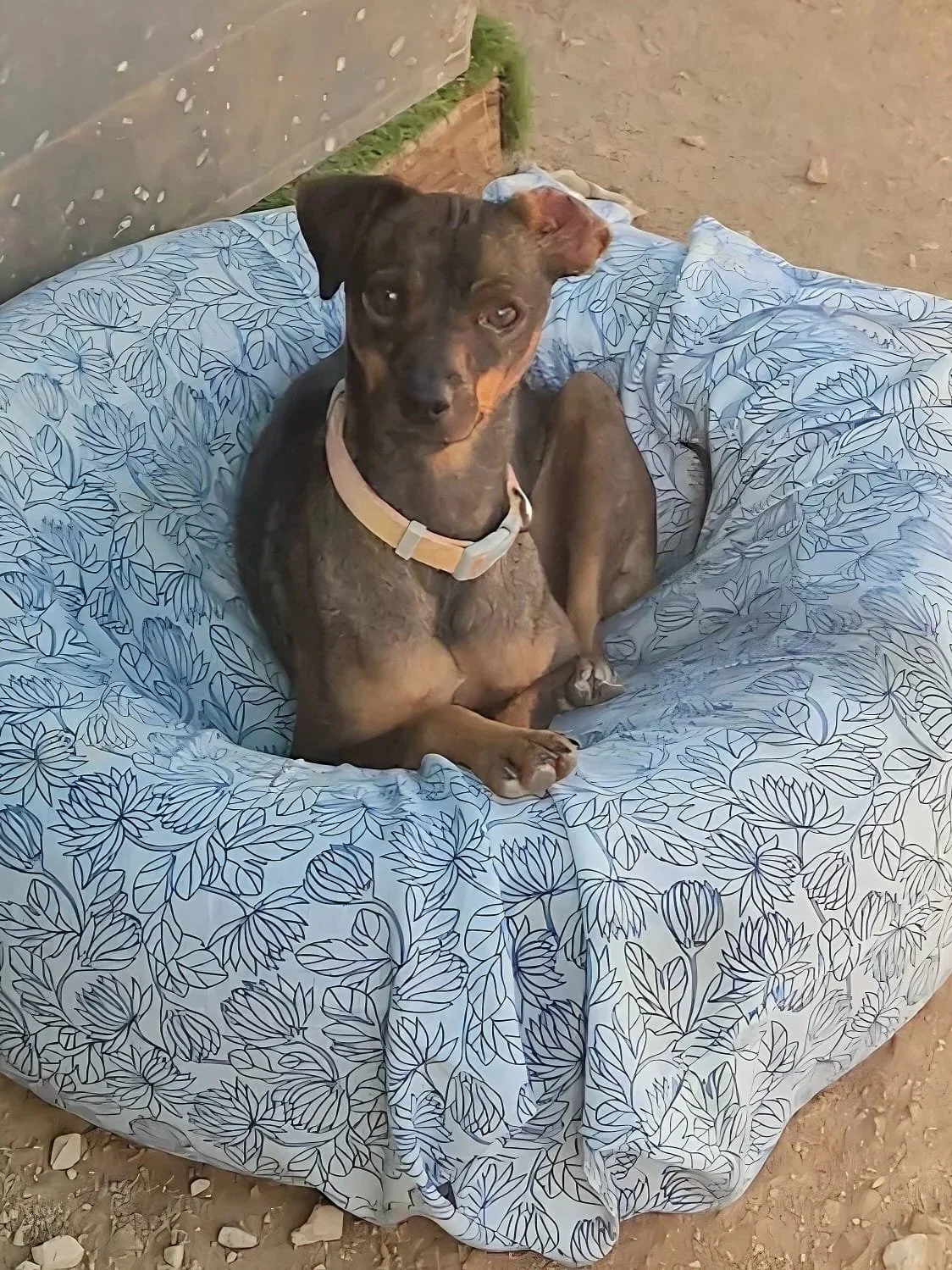 Toby chilling in his bed - Dog available for adoption at Paws Xalo