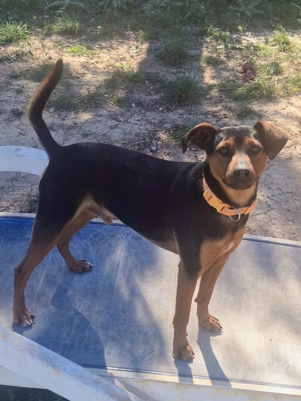 Jack showing off his side profile! - Dog available for adoption at Paws Xalo