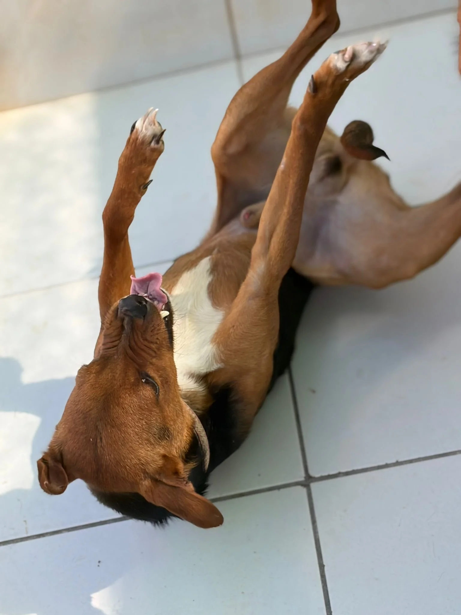 Various images of a litter of 11 puppies available for adoption from Paws Xaló!