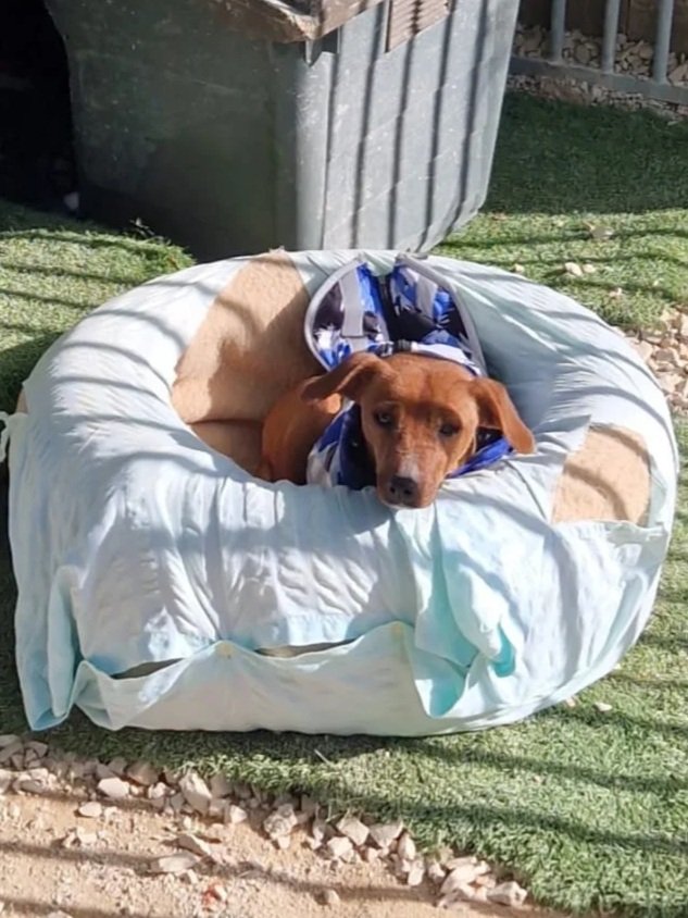 Betty doing some snoozeling after a long day of playing at the shelter!  - Dog available for adoption at Paws Xaló