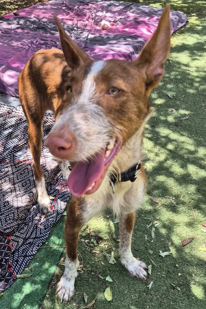 Noah - Dog available for adoption at Paws Xaló