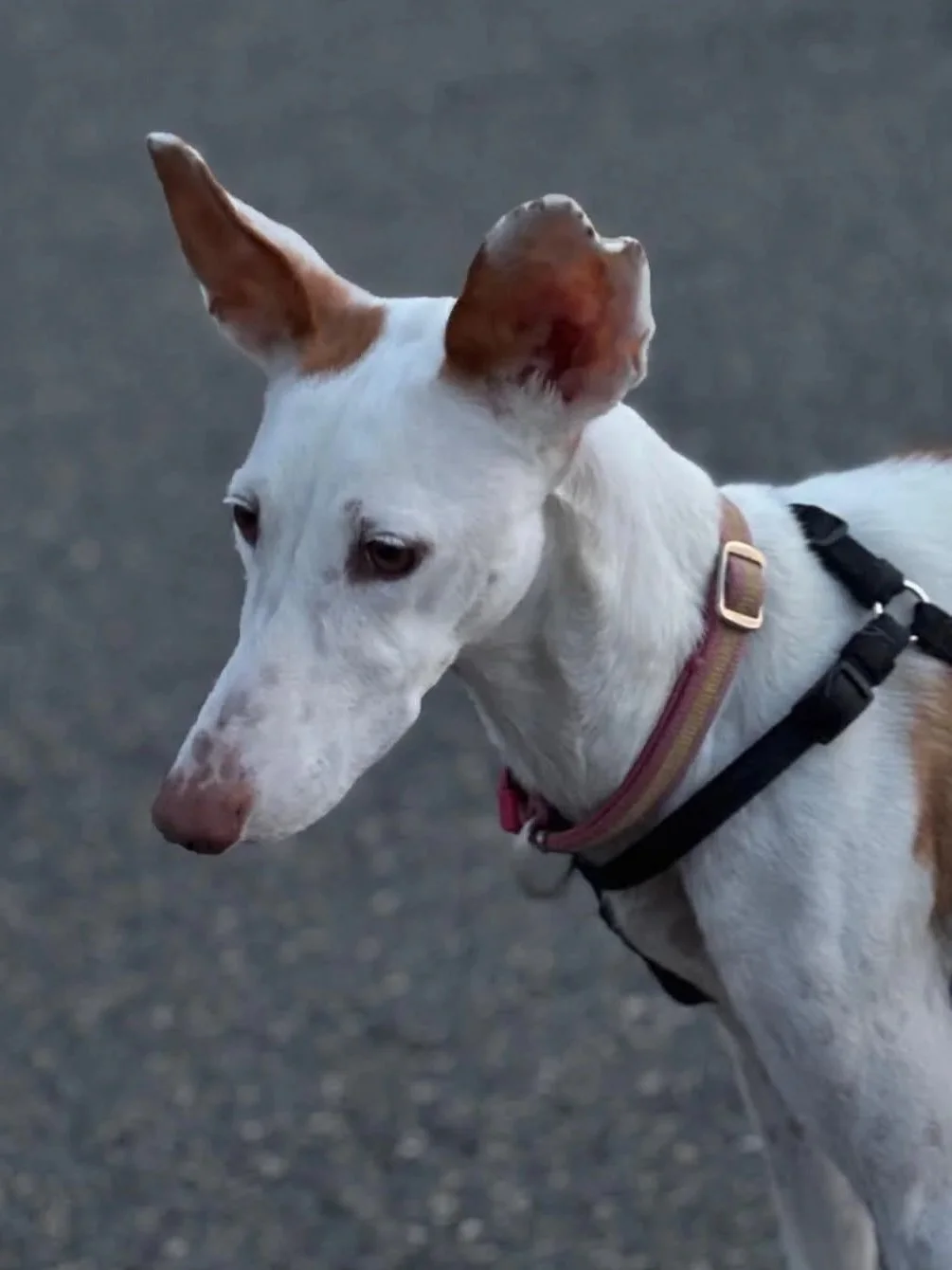 Profile picture of the very handsome Rosa - Dog available for adoption at Paws Xalo