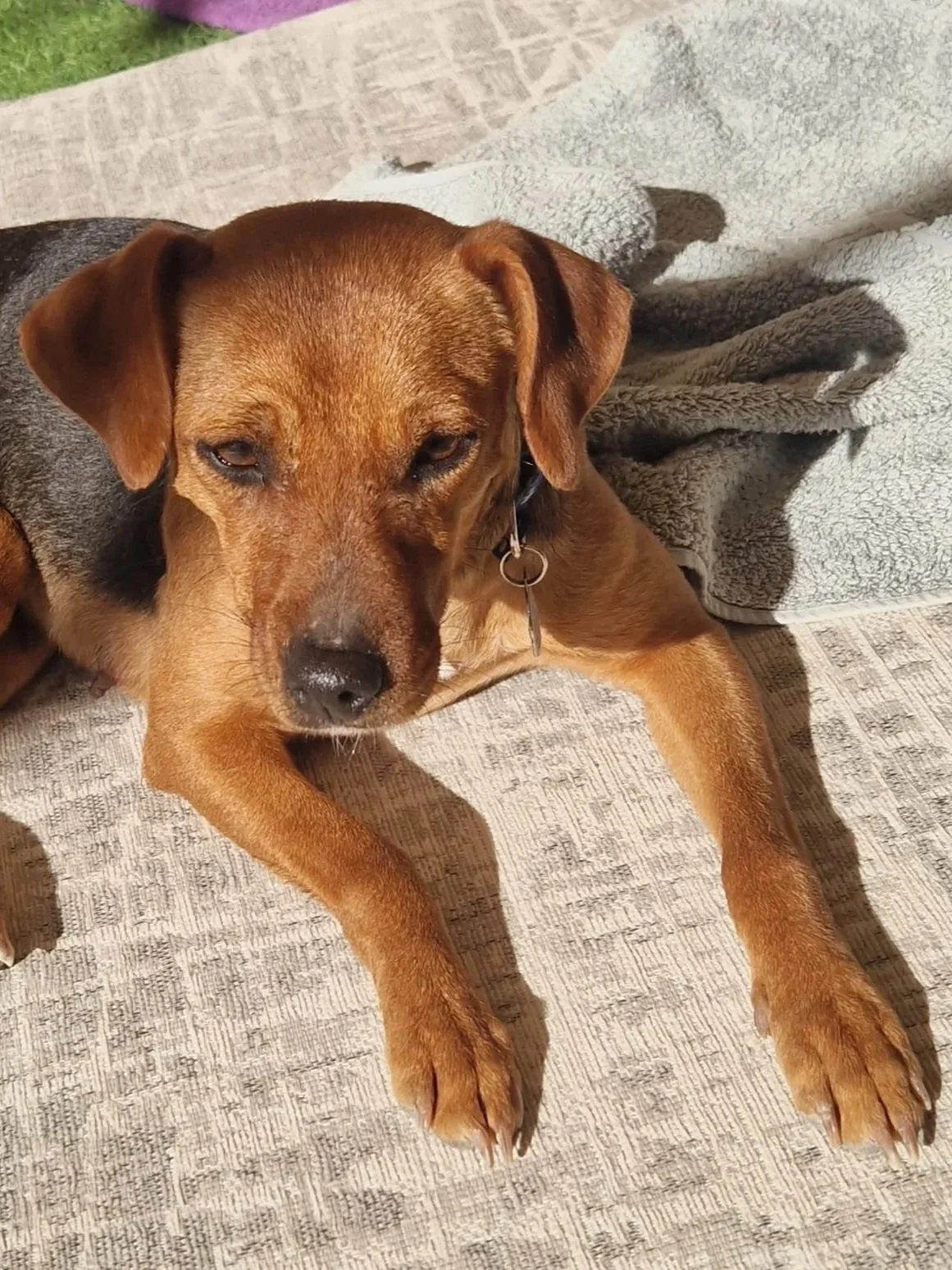 Betty chilling in the sun - Dog available for adoption at Paws Xaló