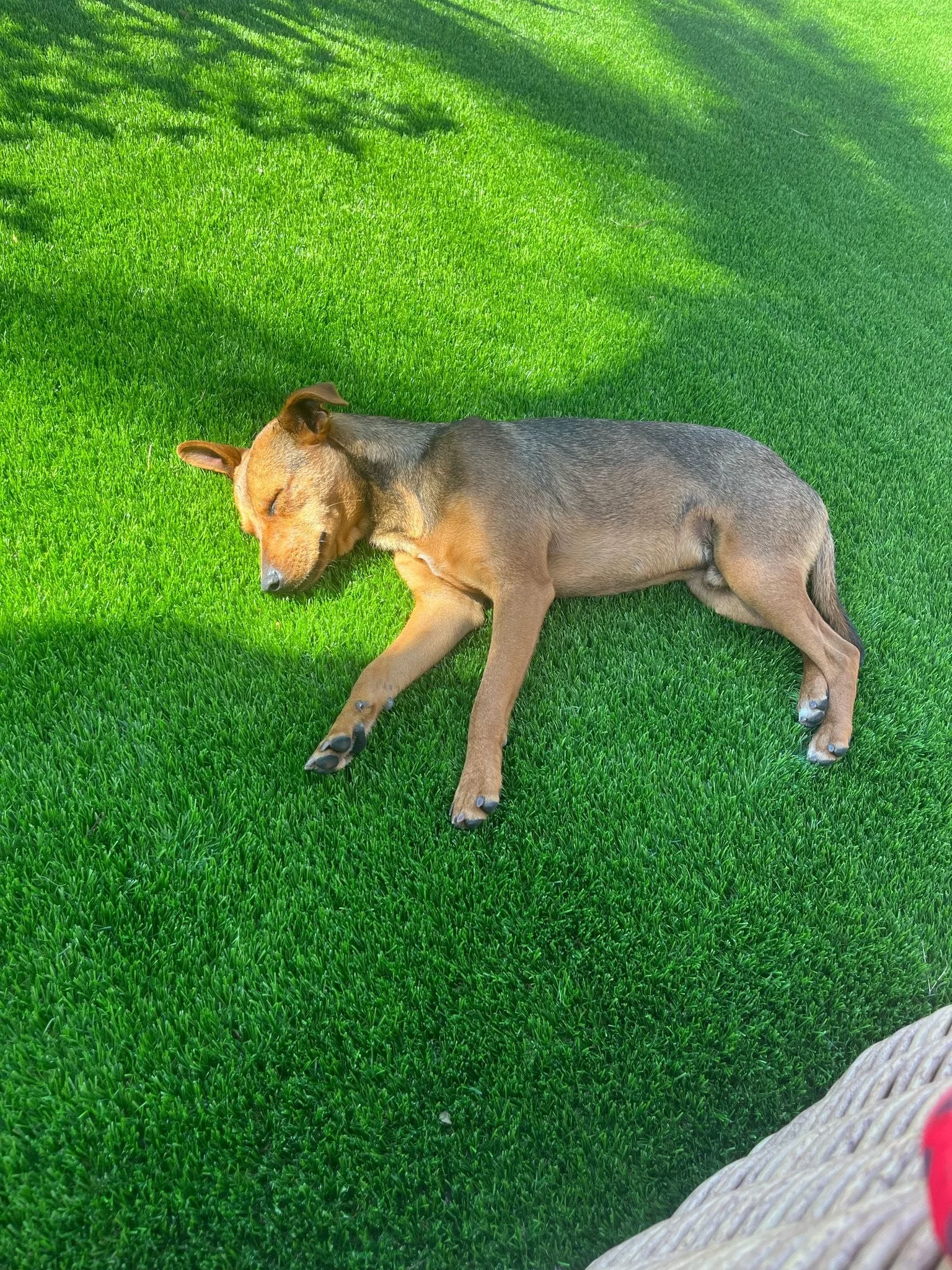 The Paws Effect - dogs looking comfortable in their new homes!