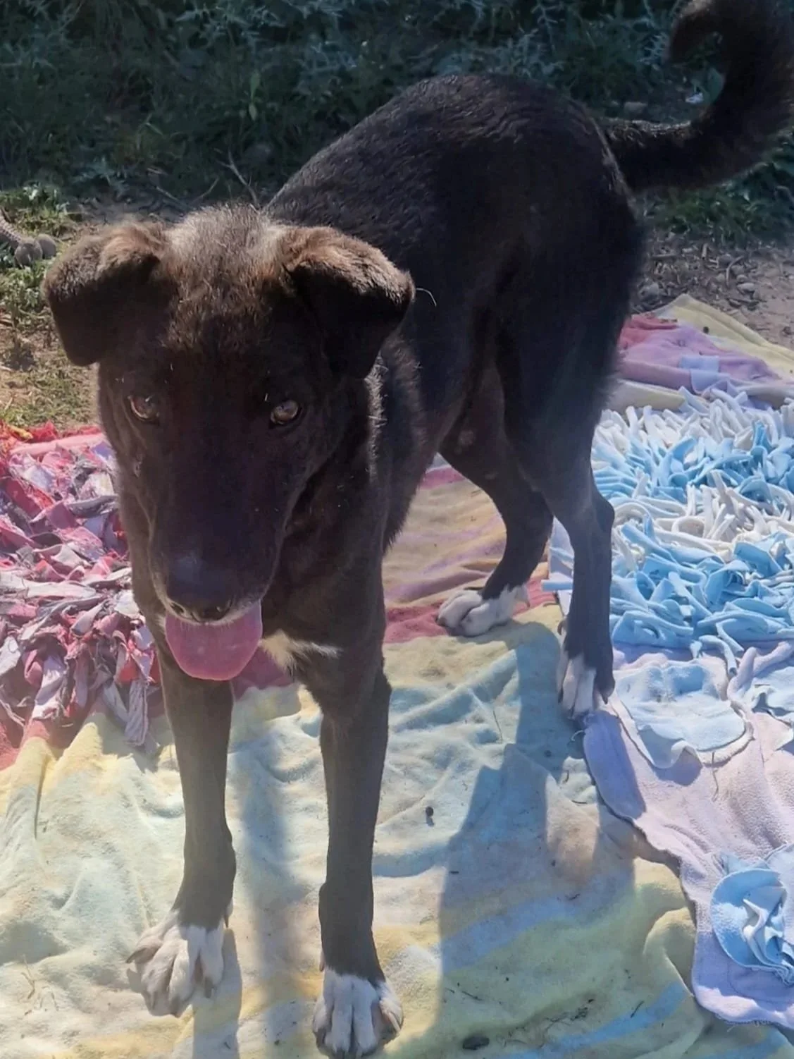 Polly playing at the shelter - Dog available for adoption at Paws Xalo